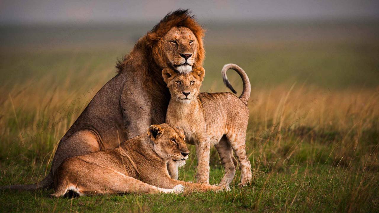 Обои Лев, масаи Мара, большая кошка, живая природа, наземные животные в разрешении 1280x720