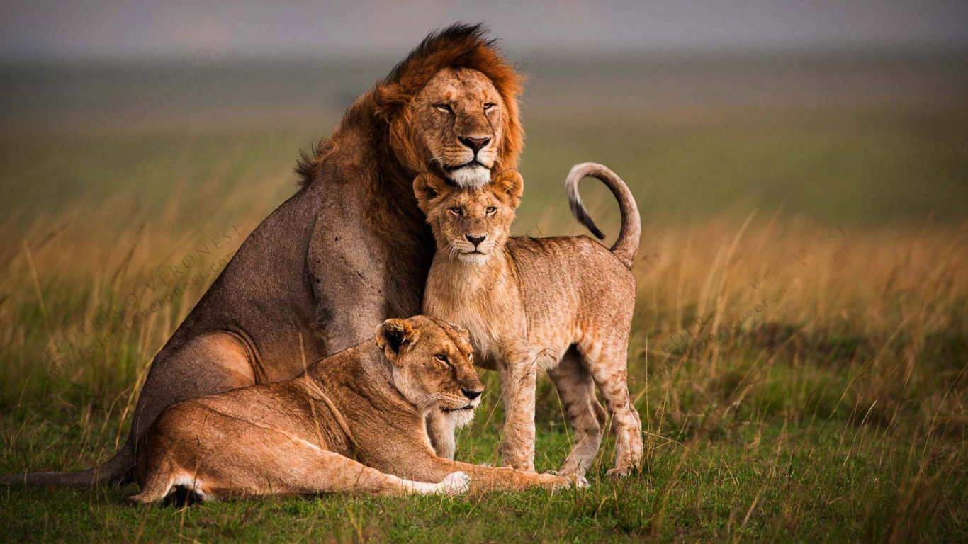 Обои Лев, масаи Мара, большая кошка, живая природа, наземные животные в разрешении 1366x768