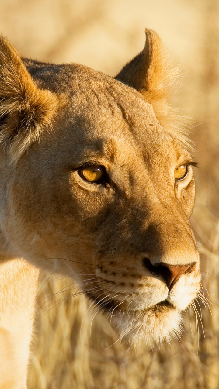 Обои женщина Лев, Лев, Охота на Льва, живая природа, наземные животные в разрешении 720x1280