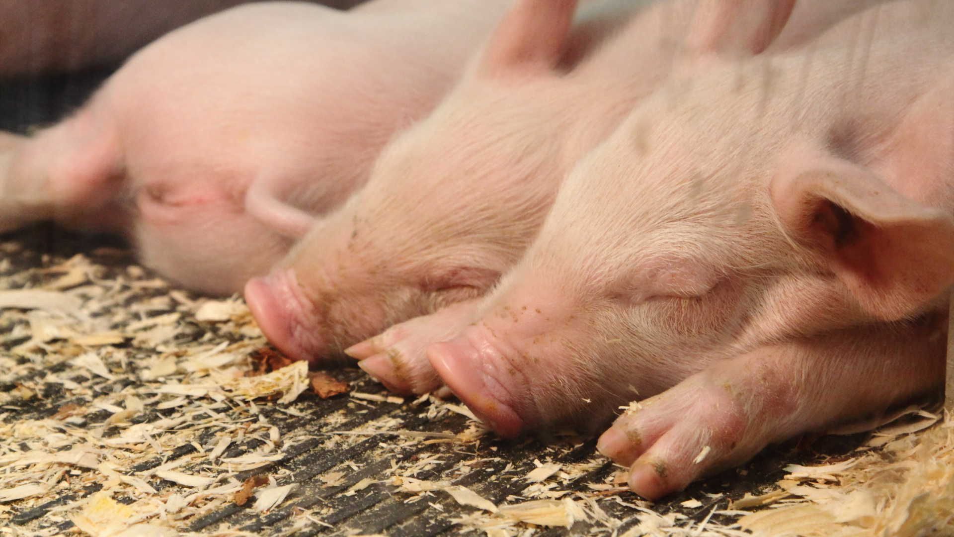 Обои Suidae, морда, домашний скот, свиное ухо, классическая чума свиней в разрешении 1920x1080