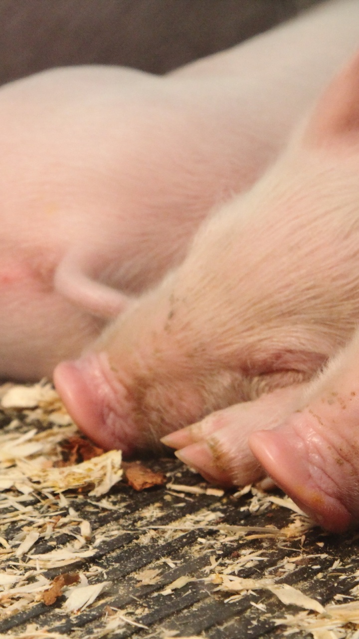 Обои Suidae, морда, домашний скот, свиное ухо, классическая чума свиней в разрешении 720x1280