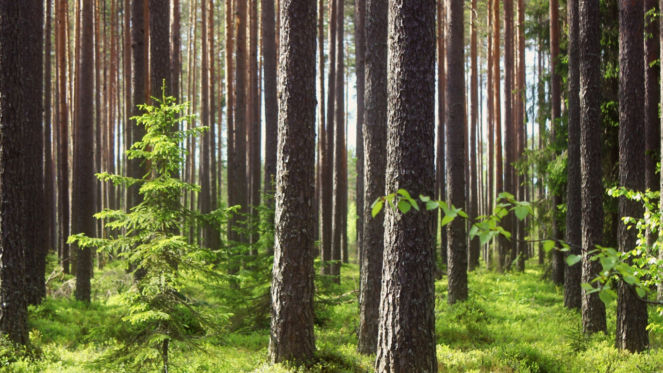 Обои лес, дерево, растительность, старовозрастные леса, древесина в разрешении 1366x768