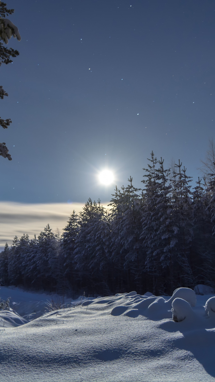 Обои зима, снег, природа, дерево, замораживание в разрешении 750x1334