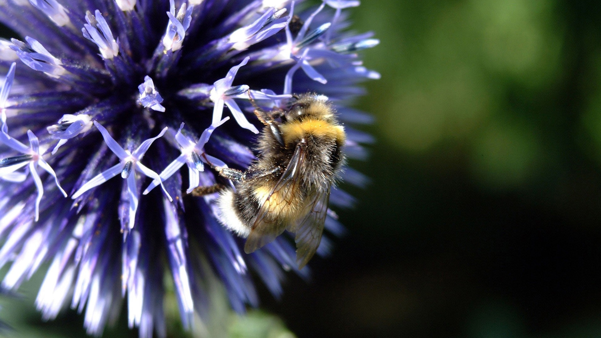 Обои медоносная пчела, насекомое, опыление, пчела, Бамблби в разрешении 1920x1080