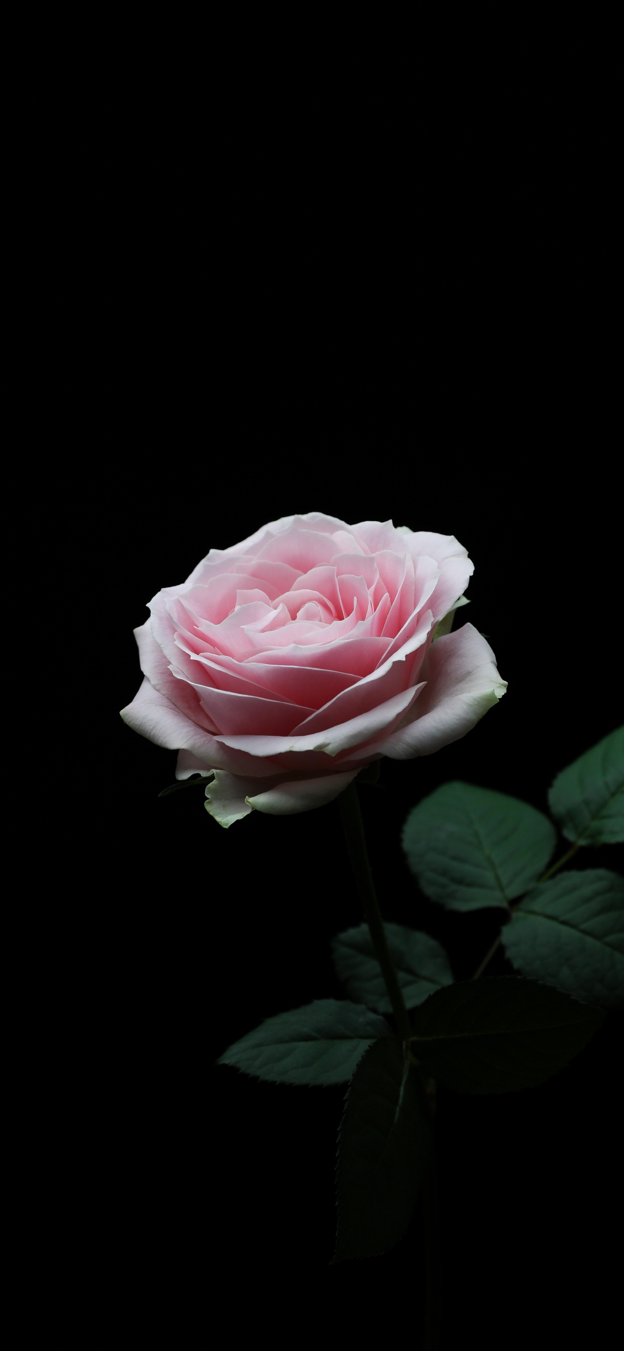 Обои цветок, Роза, лепесток, сад роз, розовый в разрешении 1242x2688