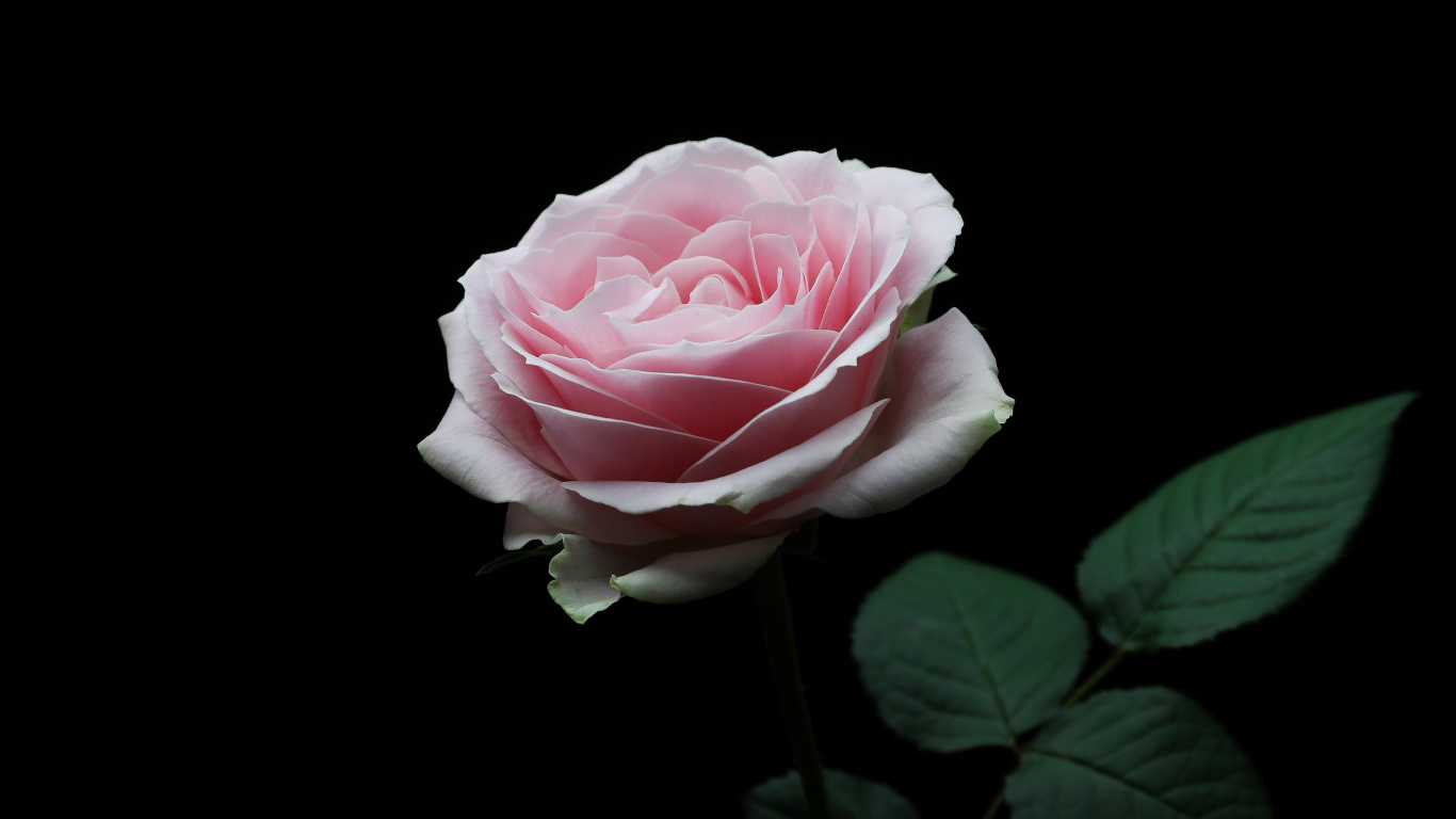 Обои цветок, Роза, лепесток, сад роз, розовый в разрешении 1366x768