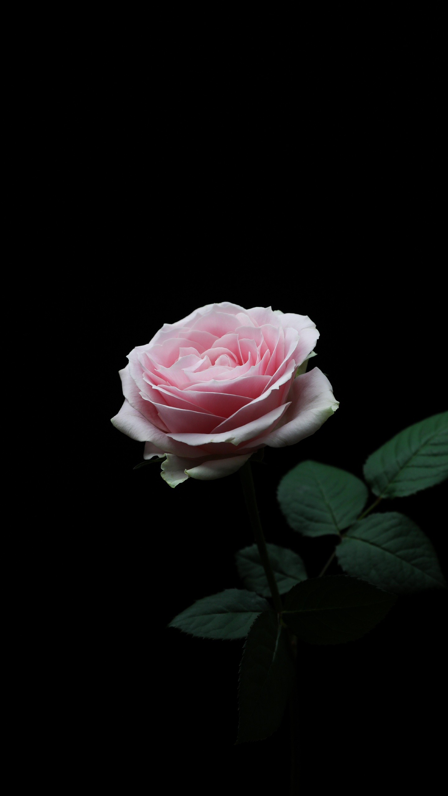 Обои цветок, Роза, лепесток, сад роз, розовый в разрешении 1440x2560