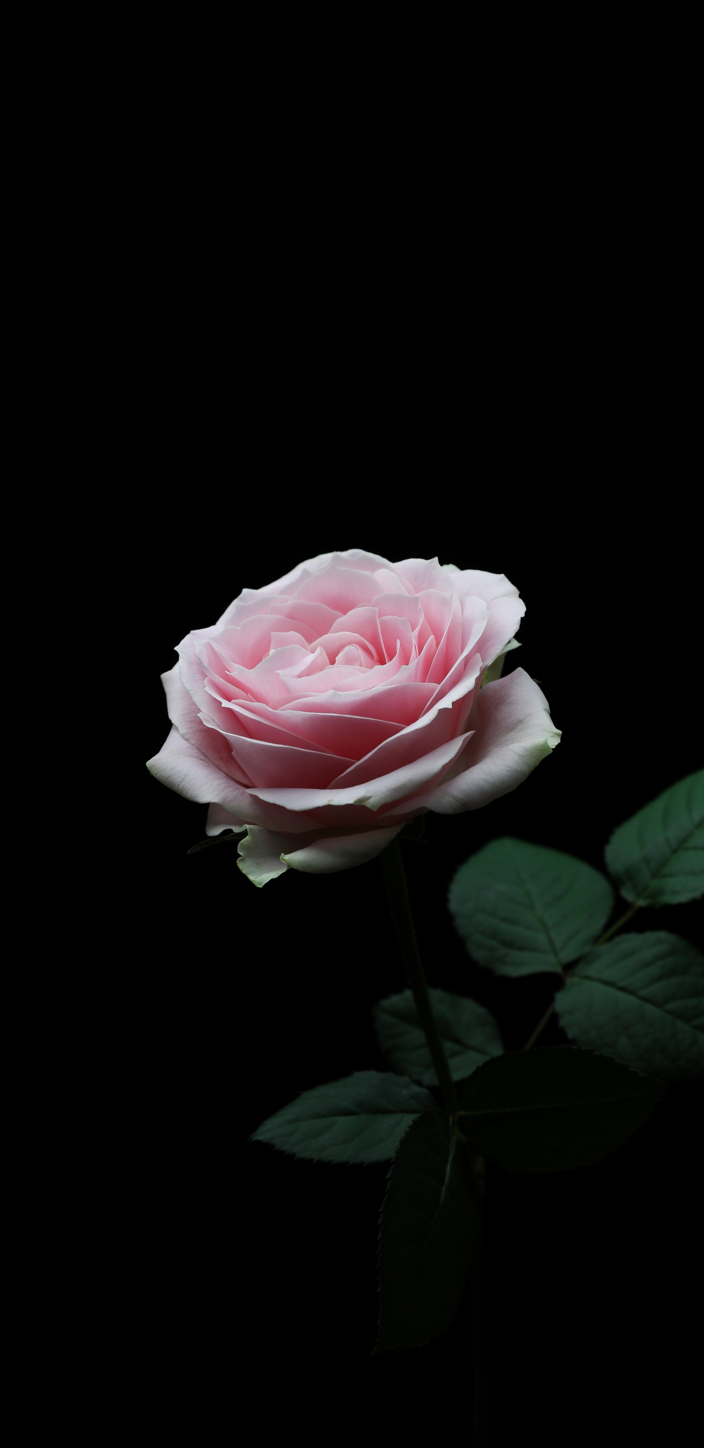 Обои цветок, Роза, лепесток, сад роз, розовый в разрешении 1440x2960