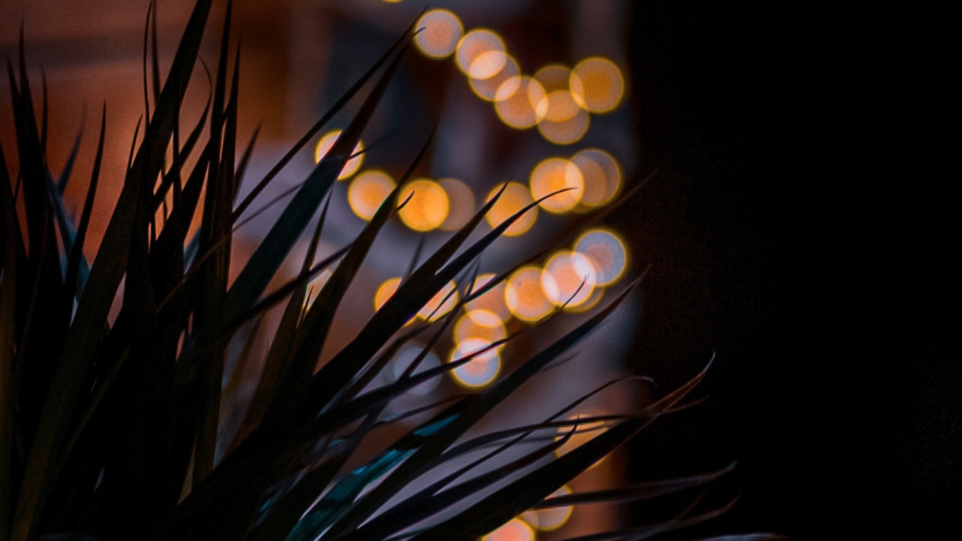 Обои Флора, пиление, растение, прут, древесина в разрешении 1366x768