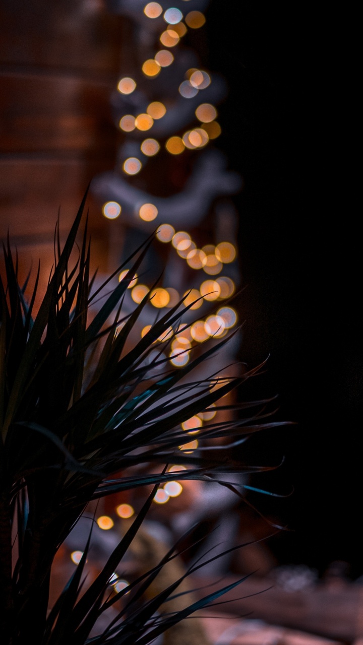 Обои Флора, пиление, растение, прут, древесина в разрешении 720x1280