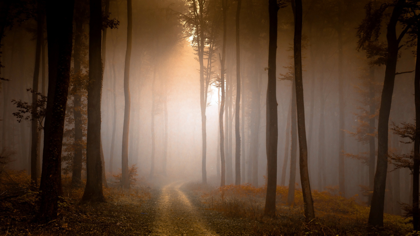 Обои дерево, лес, солнечный свет, дымка, утро в разрешении 1366x768