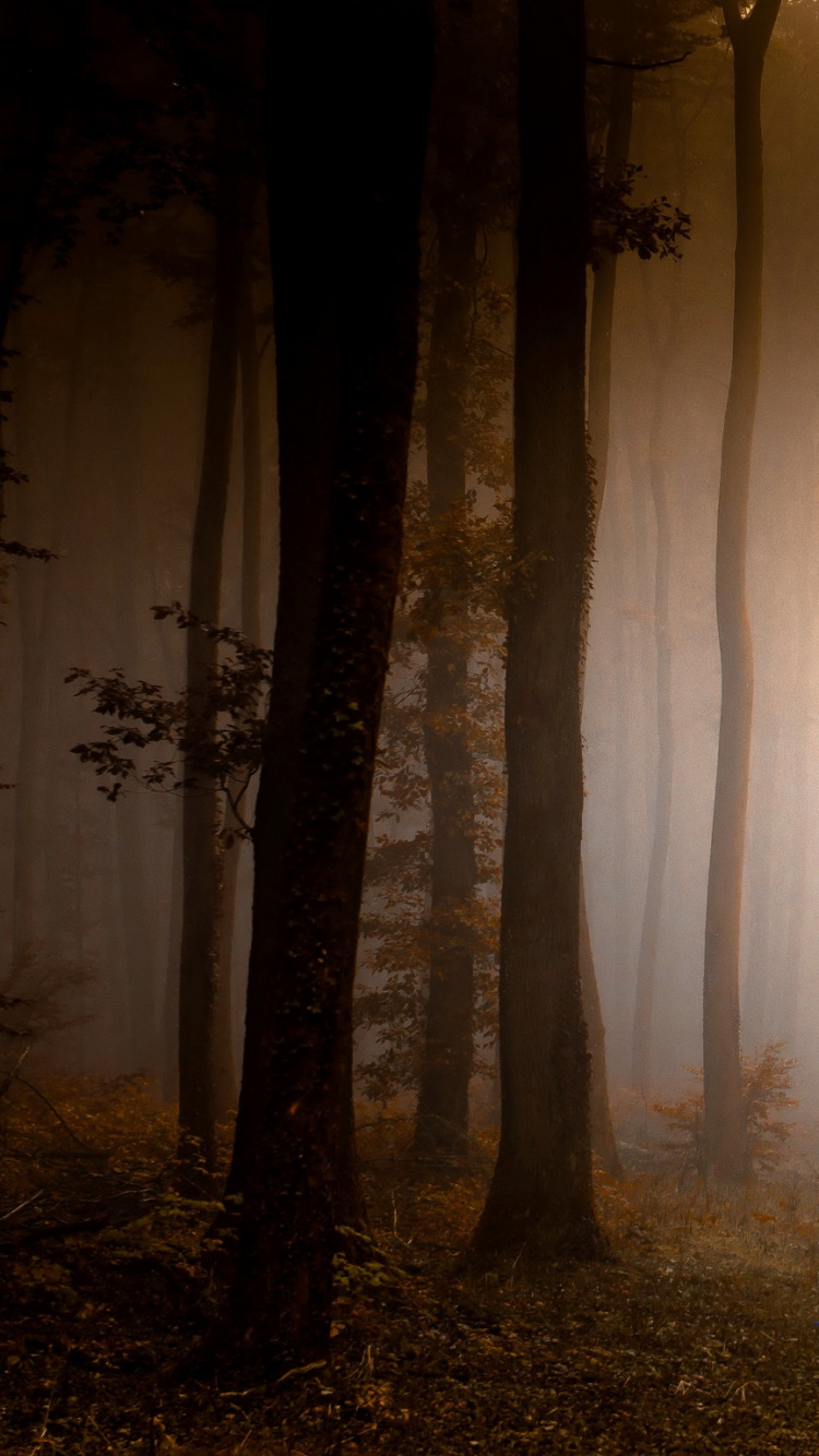 Обои дерево, лес, солнечный свет, дымка, утро в разрешении 750x1334