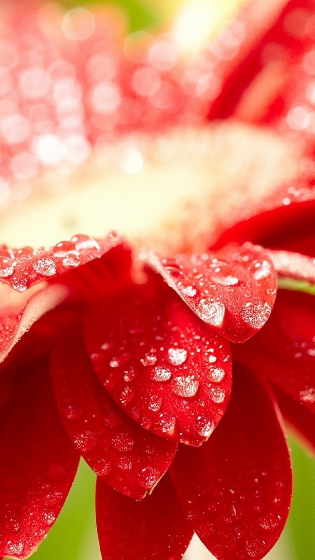 Обои цветок, Маргаритка barberton, красный цвет, вода, лепесток в разрешении 1080x1920