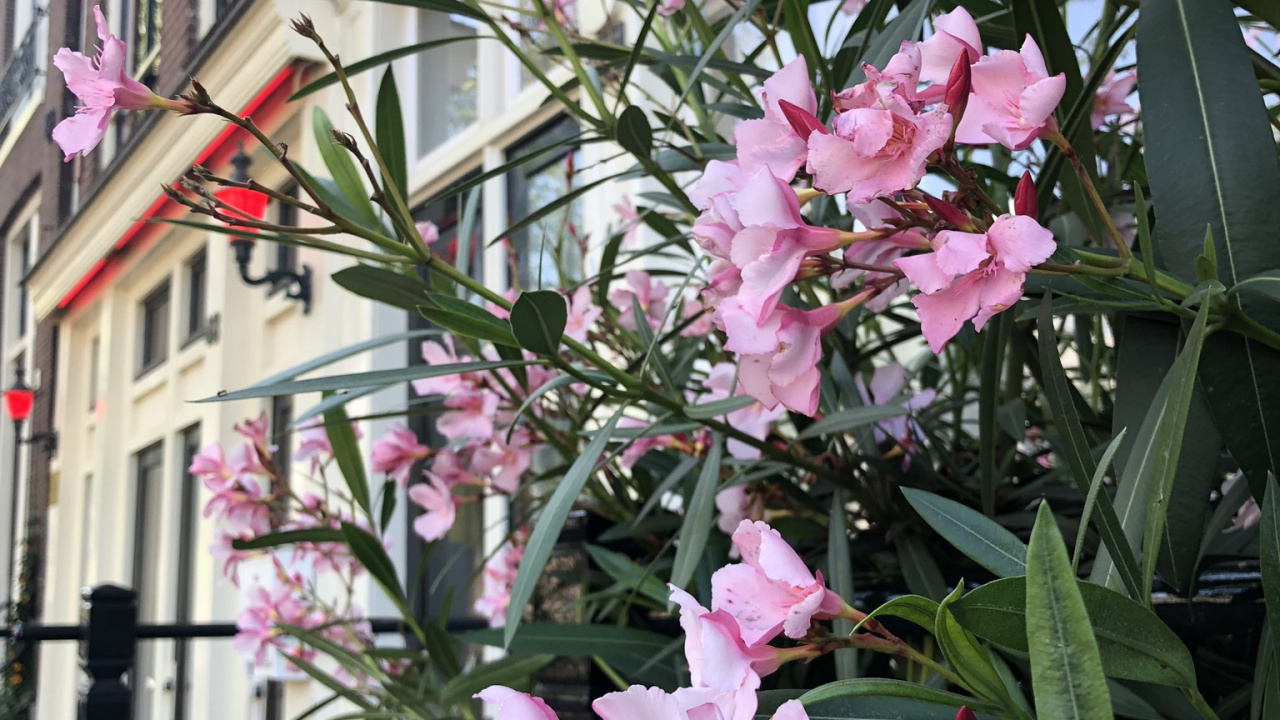 Обои Флора, цветковое растение, однолетнее растение, наука, растение в разрешении 1280x720