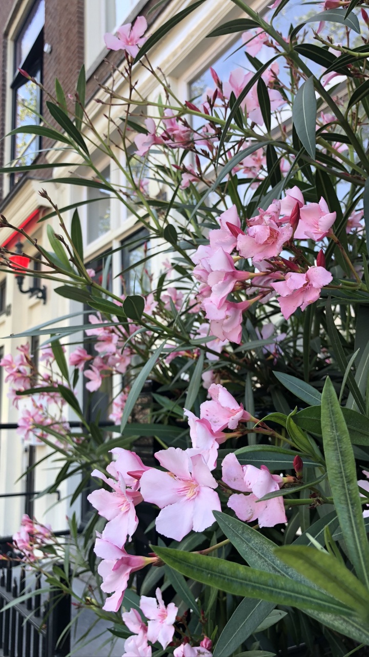 Обои Флора, цветковое растение, однолетнее растение, наука, растение в разрешении 720x1280