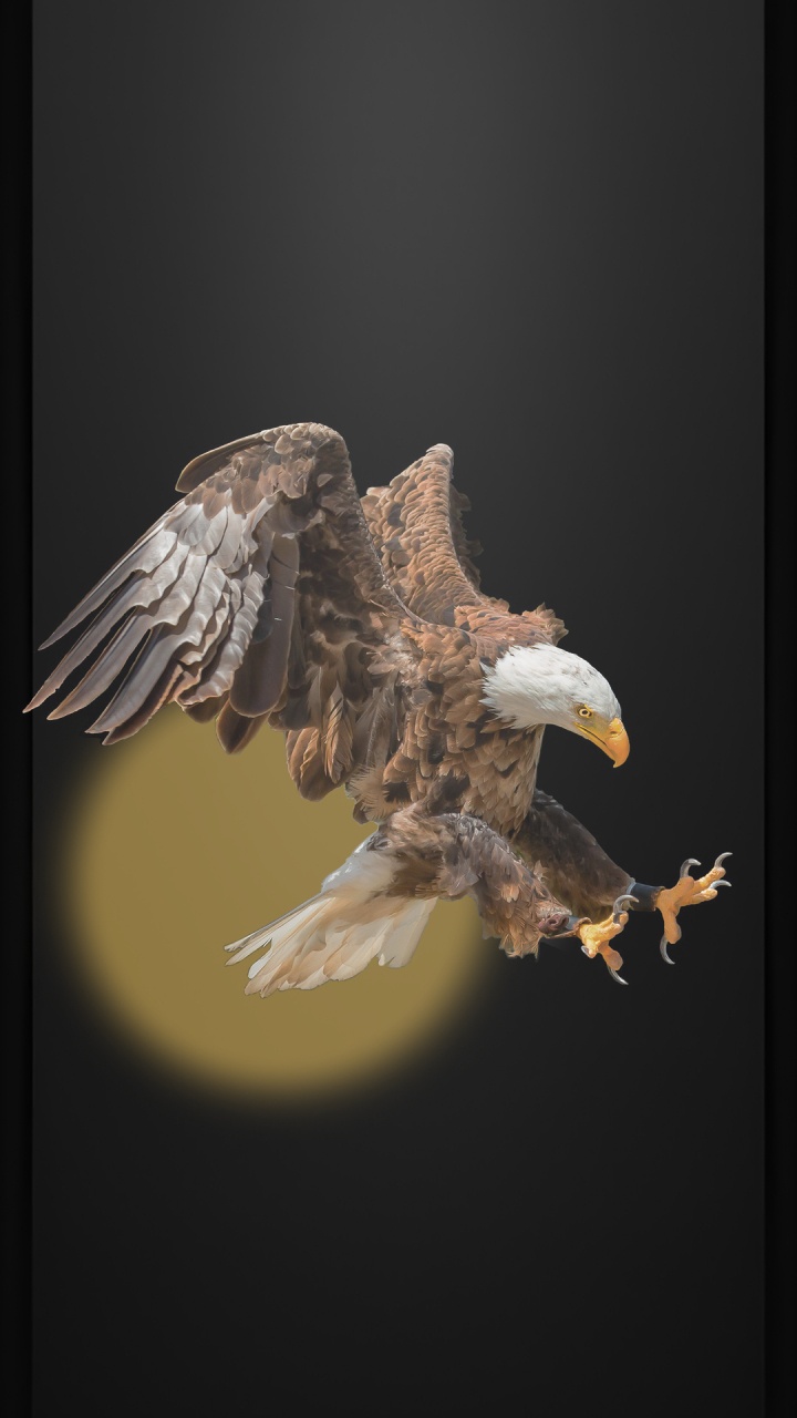 Обои Орел, хищная птица, белоголовый Орлан, парящий как орел, черный орел в разрешении 720x1280