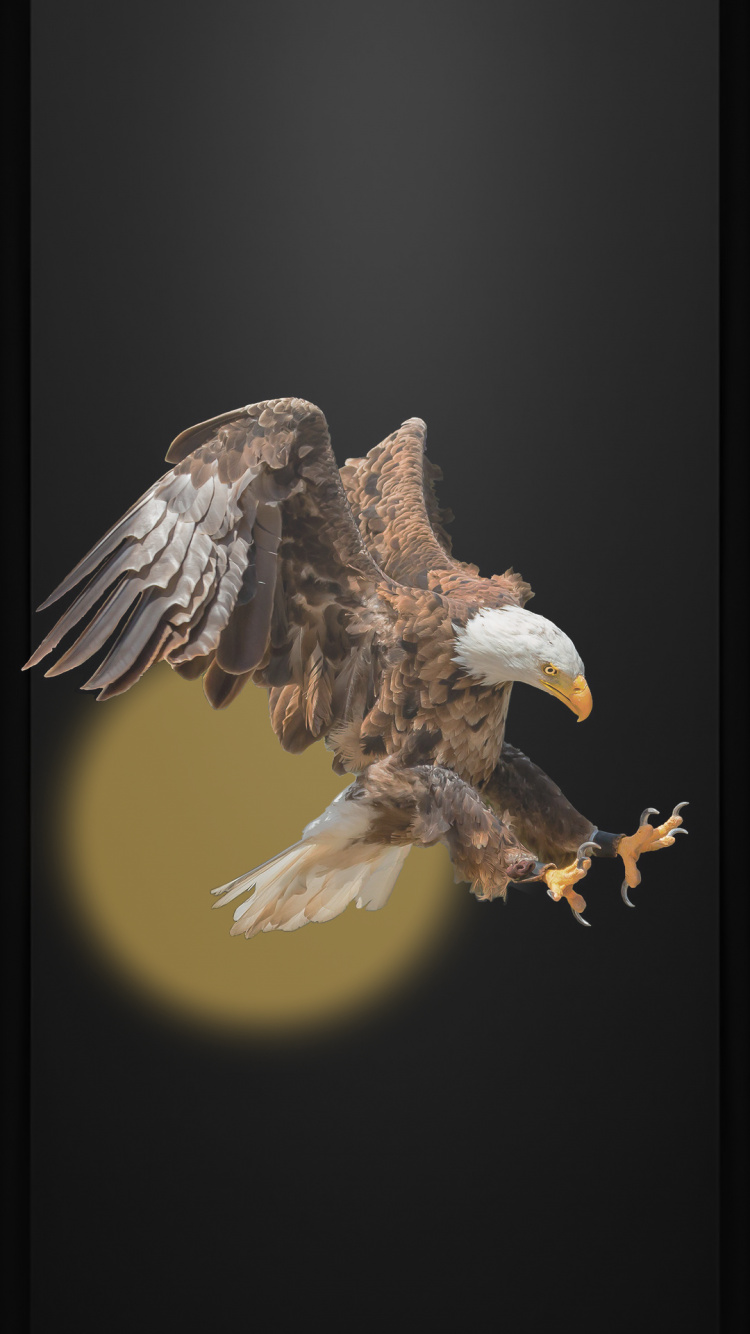 Обои Орел, хищная птица, белоголовый Орлан, парящий как орел, черный орел в разрешении 750x1334