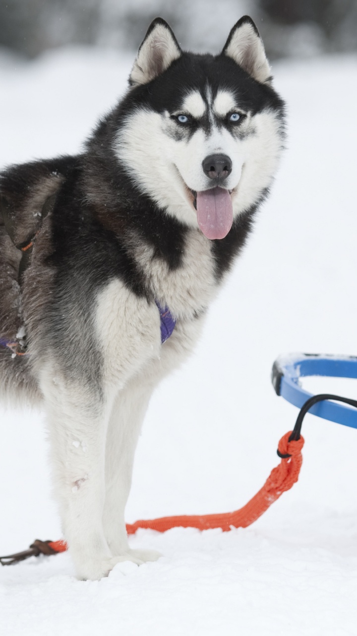 Обои Себирская Хаски, аляскинский маламут, ездовая собака, хаски, собака породы в разрешении 720x1280