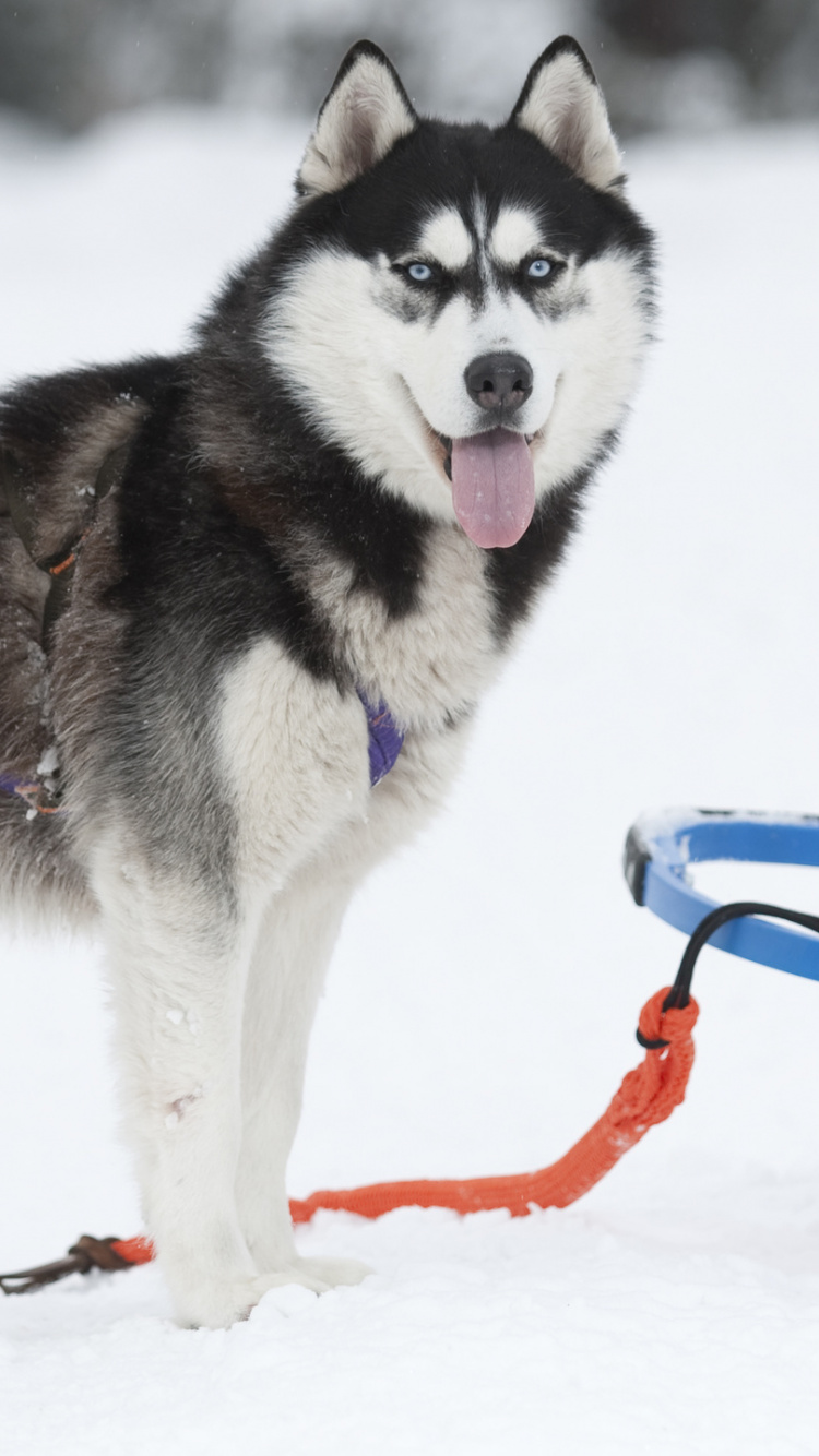 Обои Себирская Хаски, аляскинский маламут, ездовая собака, хаски, собака породы в разрешении 750x1334