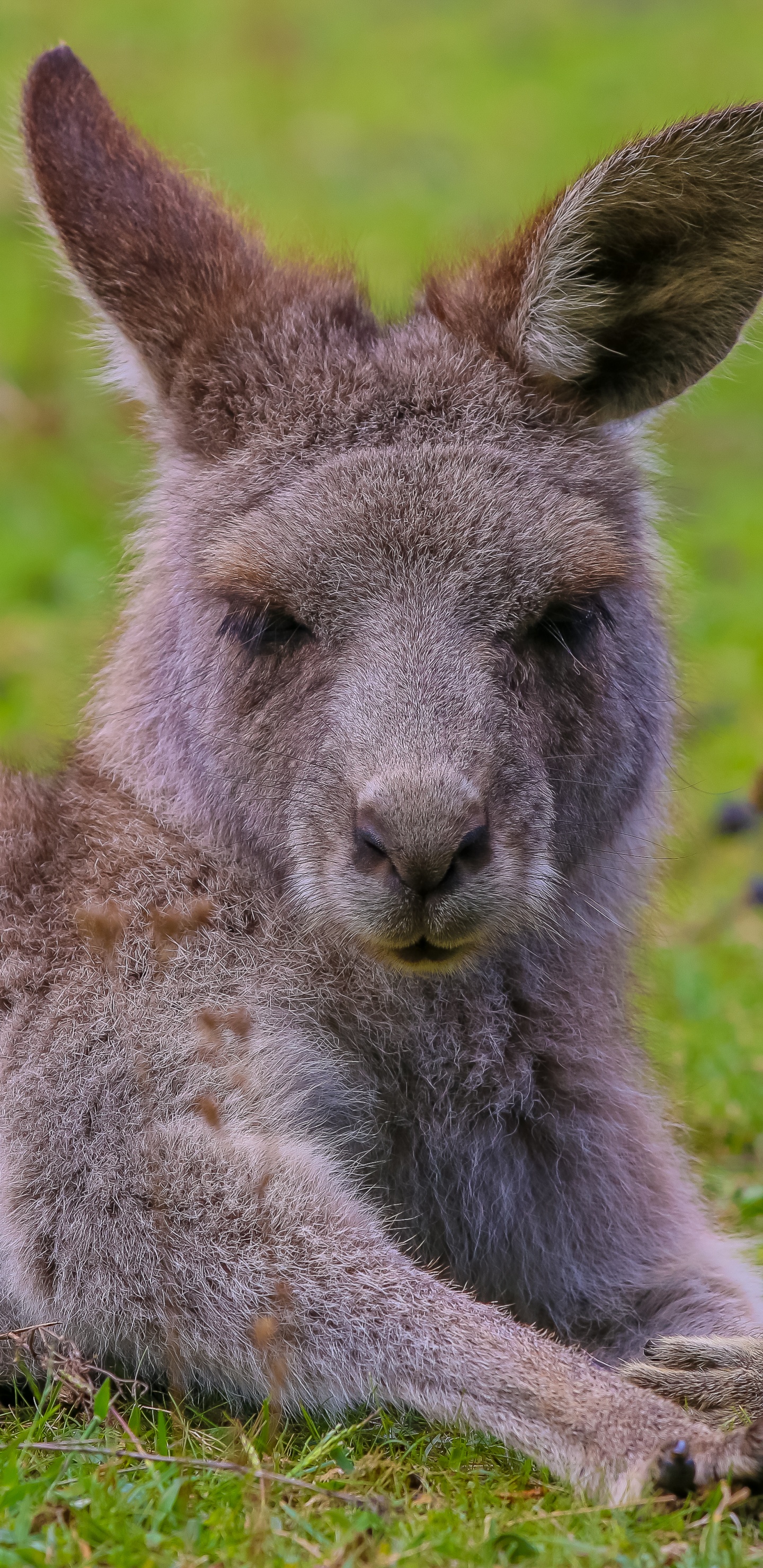 Обои валлаби, живая природа, наземные животные, сумчатое животное, морда в разрешении 1440x2960