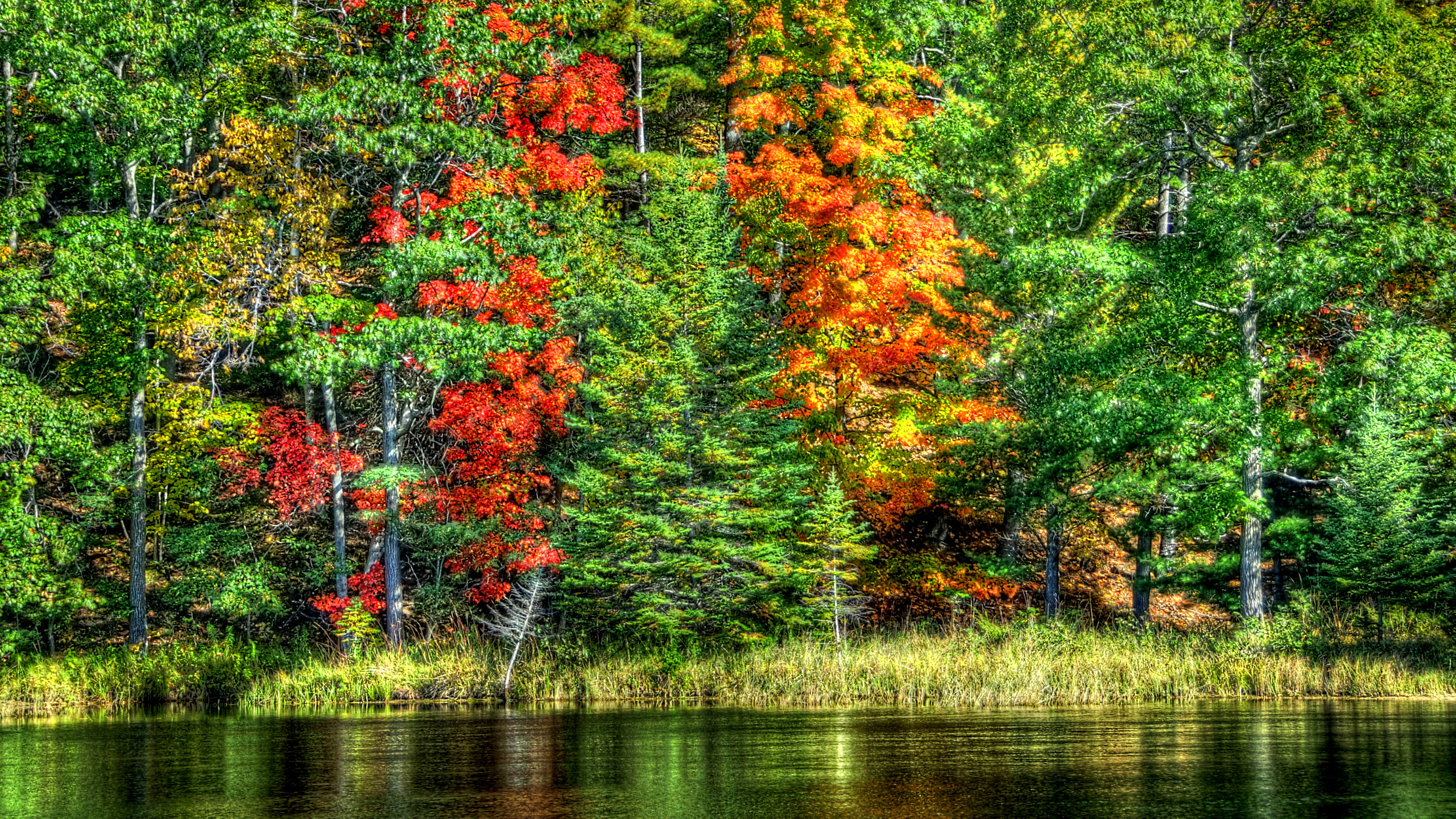 Обои пейзаж, осень, дерево, природа, отражение в разрешении 2560x1440