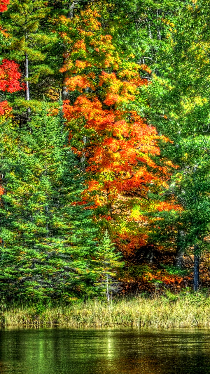 Обои пейзаж, осень, дерево, природа, отражение в разрешении 720x1280