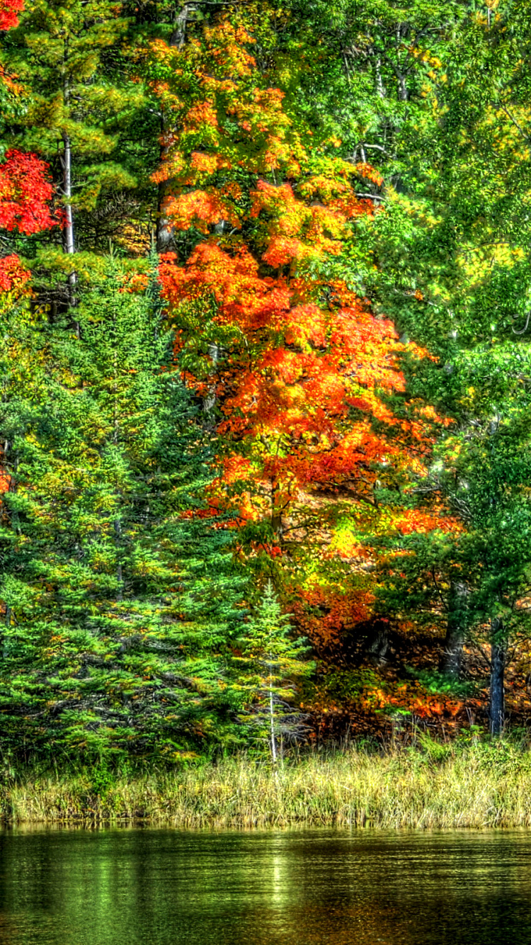 Обои пейзаж, осень, дерево, природа, отражение в разрешении 750x1334