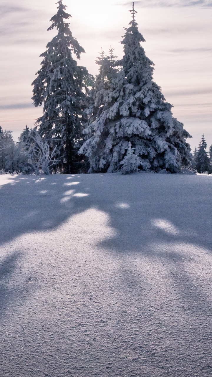 Обои дерево, зима, снег, природа, замораживание в разрешении 720x1280