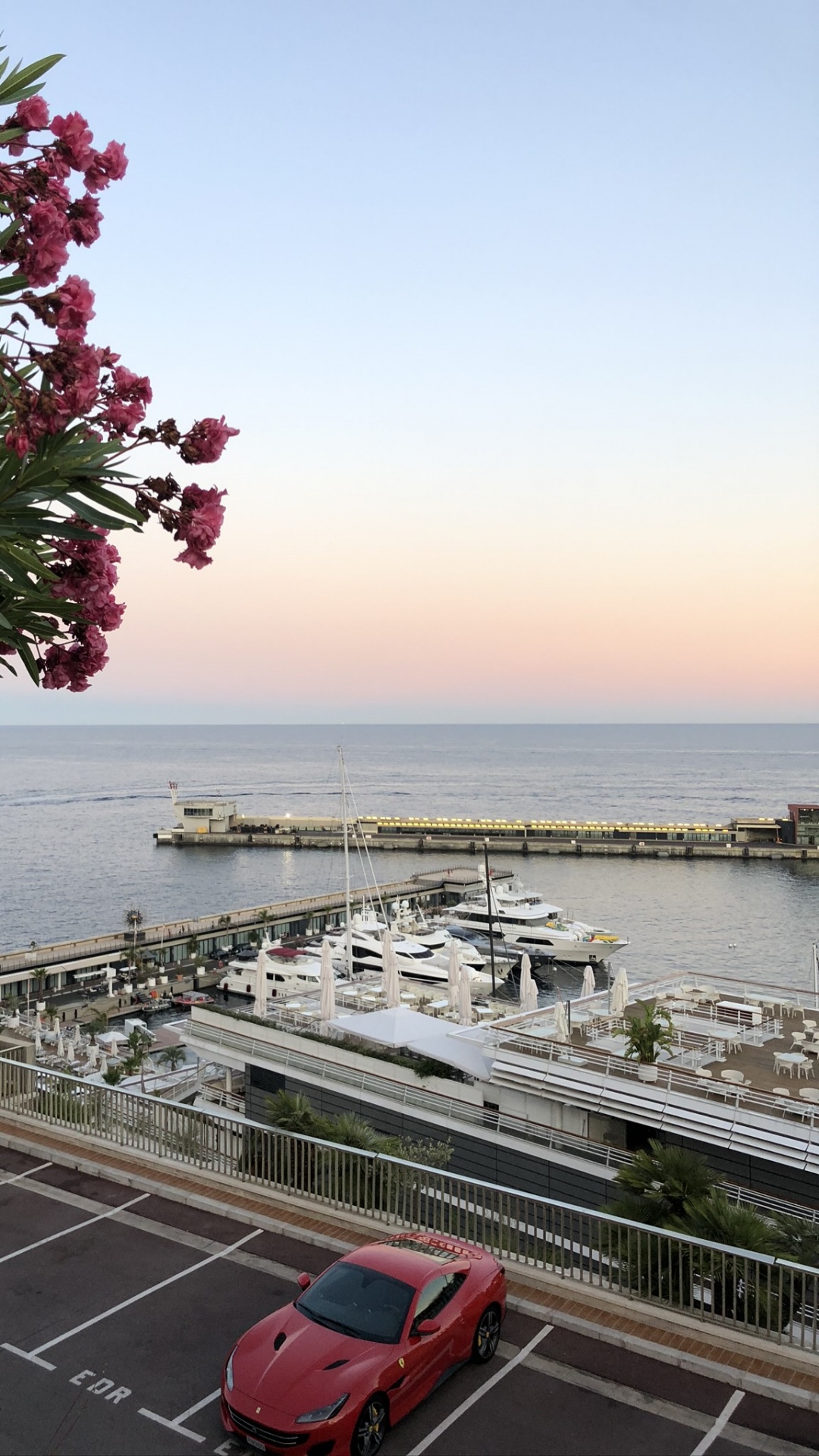 Обои дерево, вода, биология, наука, Король в разрешении 1080x1920