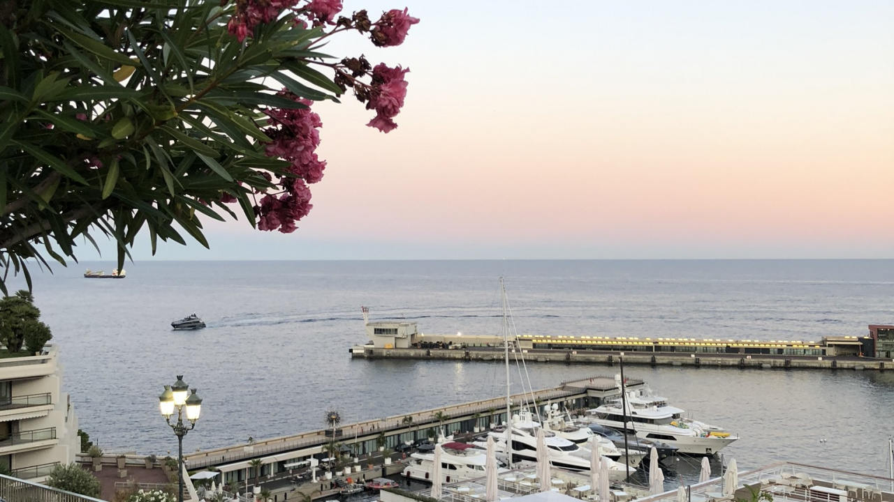 Обои дерево, вода, биология, наука, Король в разрешении 1280x720