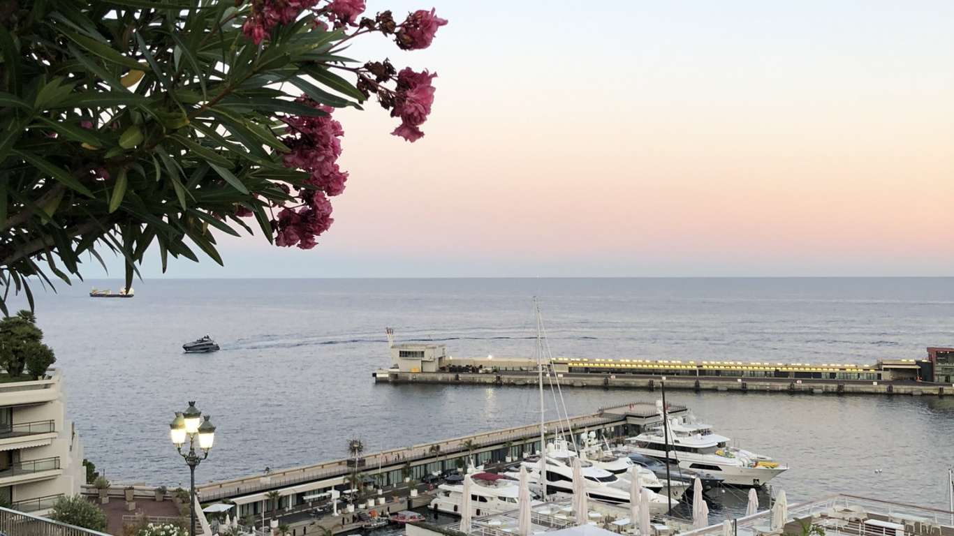 Обои дерево, вода, биология, наука, Король в разрешении 1366x768