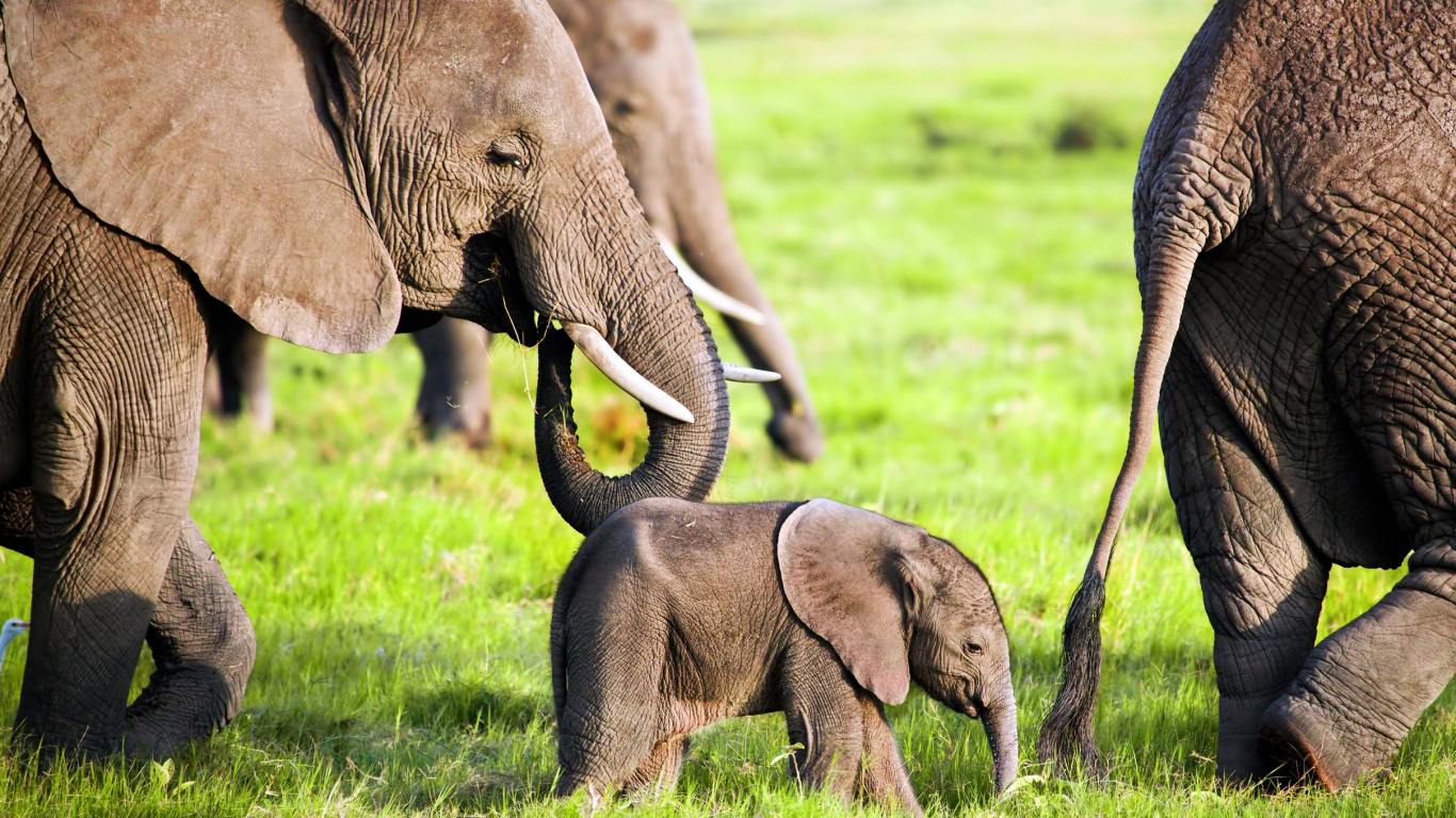 Обои африканский слон Буша, Слон, Национальный Парк Амбосели, слоны и мамонты, наземные животные в разрешении 1366x768