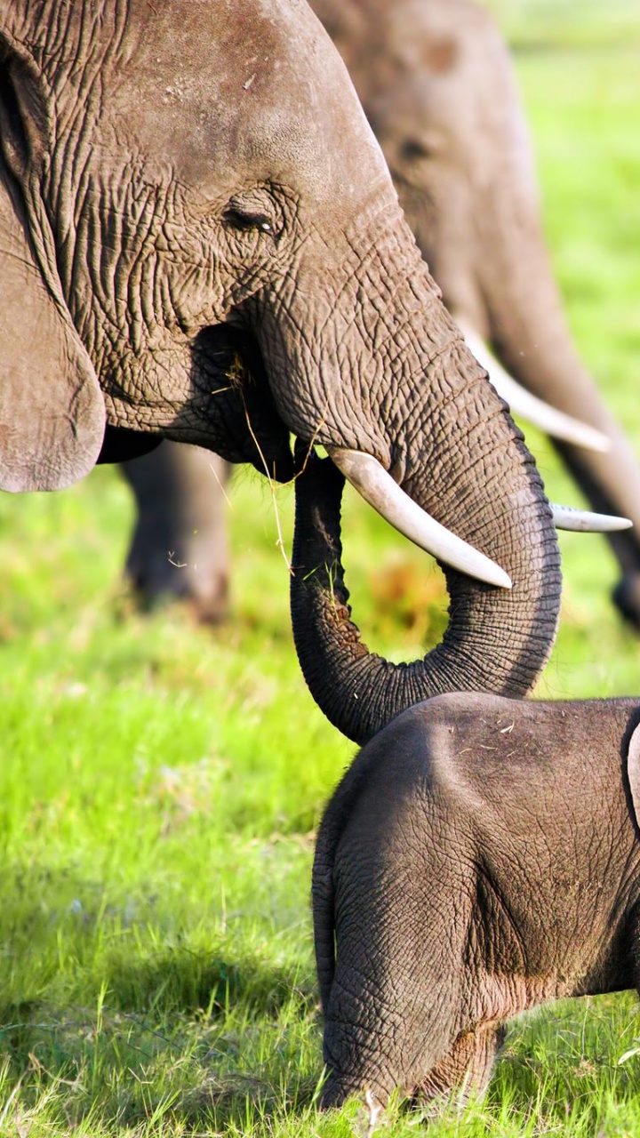 Обои африканский слон Буша, Слон, Национальный Парк Амбосели, слоны и мамонты, наземные животные в разрешении 720x1280