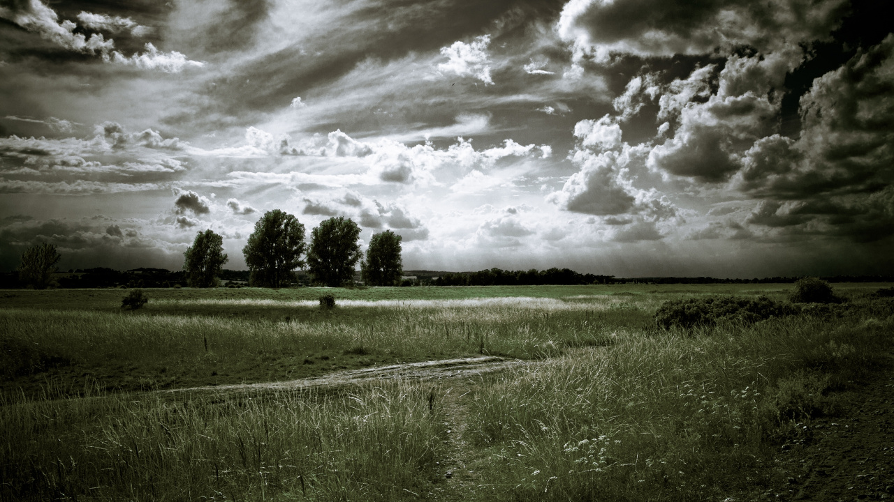Обои облако, дерево, черный и белый, черно белое, облака в разрешении 1280x720