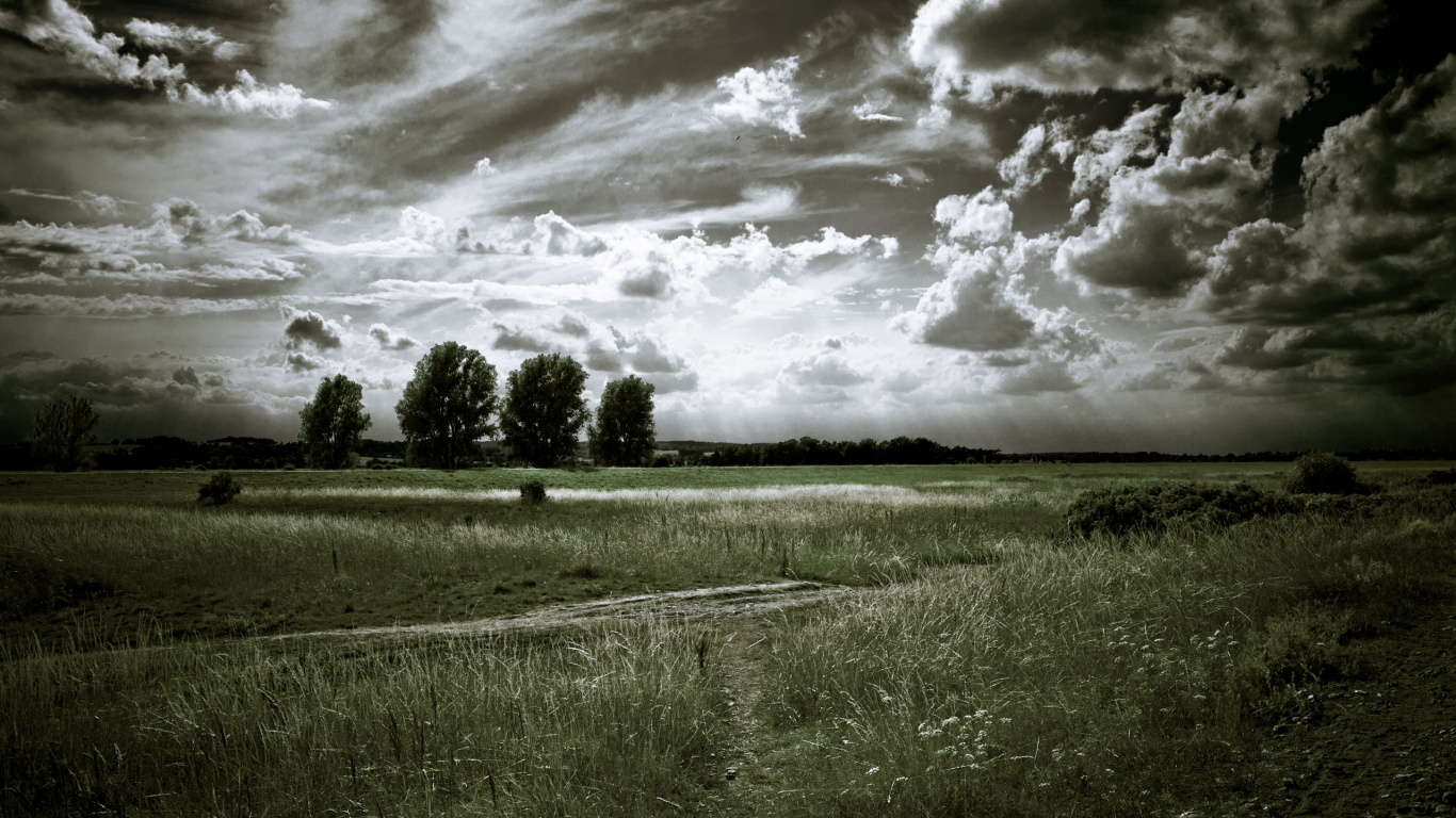 Обои облако, дерево, черный и белый, черно белое, облака в разрешении 1366x768