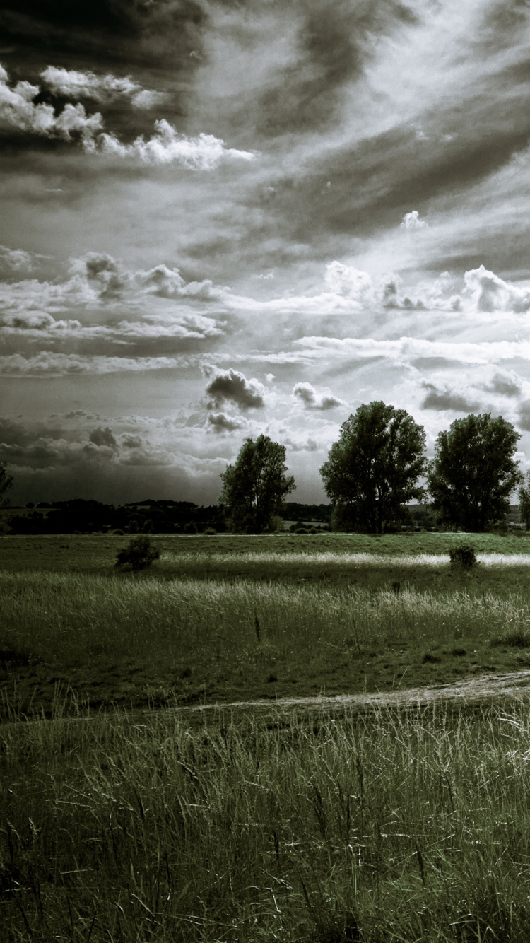 Обои облако, дерево, черный и белый, черно белое, облака в разрешении 750x1334