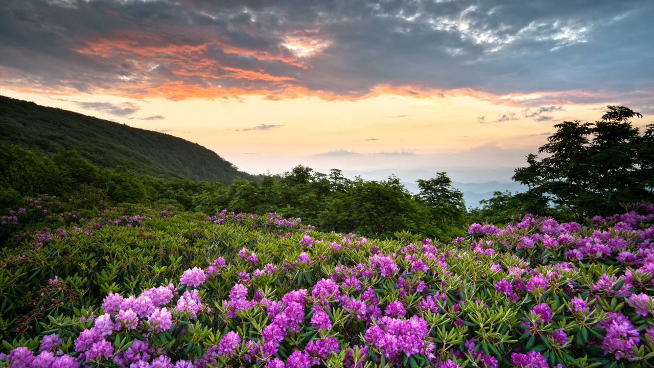 Обои Голубой Хребет Parkway, цветок, природа, растительность, растение в разрешении 1280x720