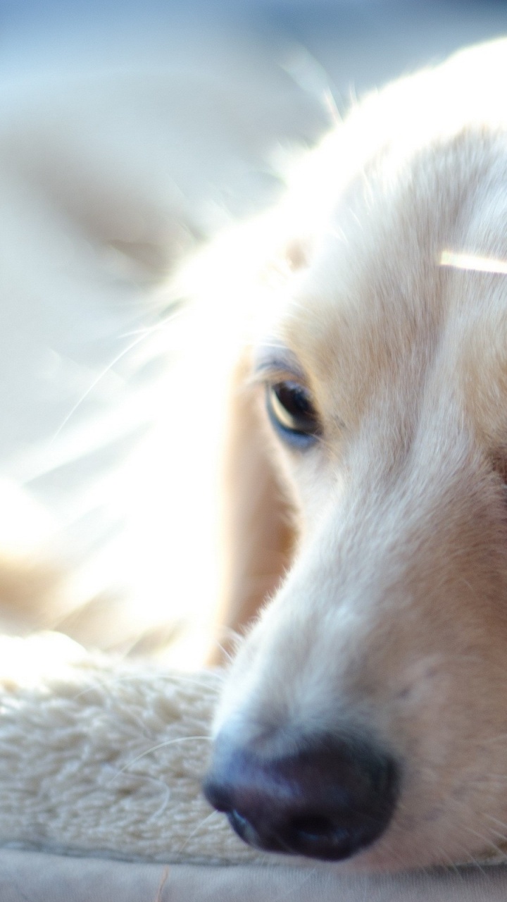 Обои щенок, морда, собака породы, Псовые, золотистый ретривер в разрешении 720x1280