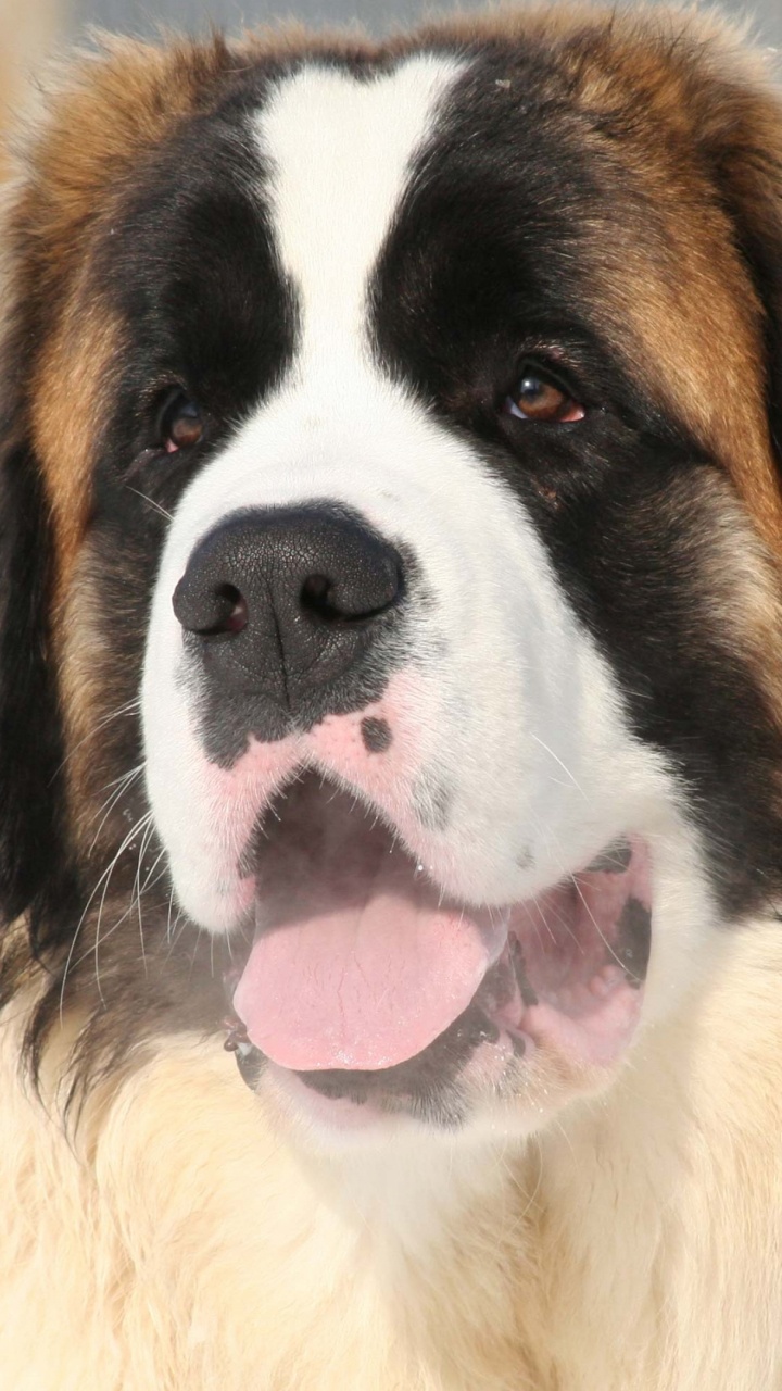 Обои сенбернар, щенок, собака породы, гигантские породы собак, Бернский зенненхунд в разрешении 720x1280