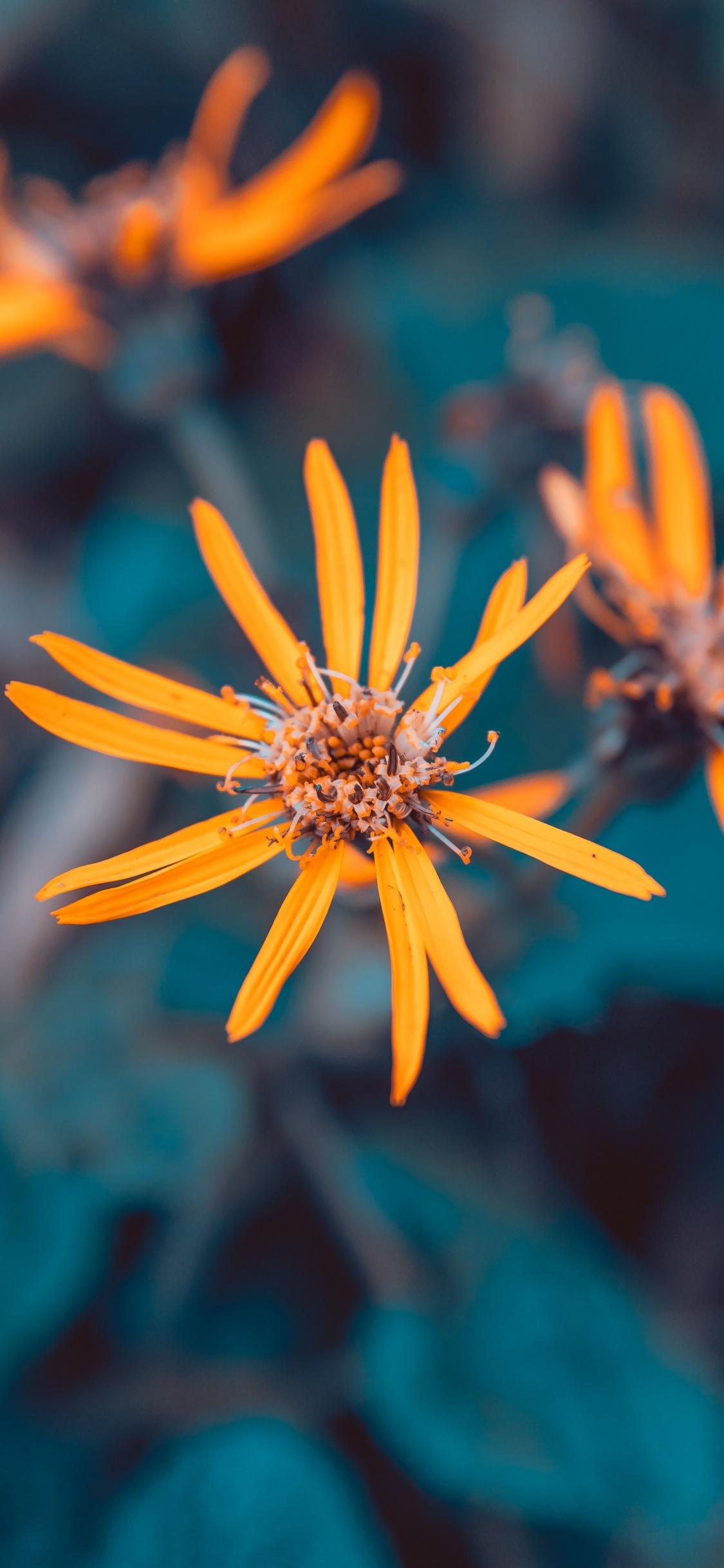 Обои рассада, цветок, синий, растение, Апельсин в разрешении 1125x2436