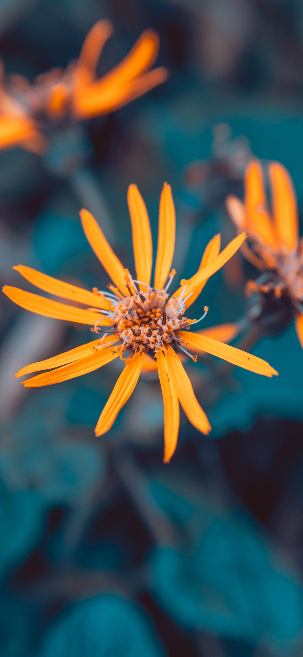 Обои рассада, цветок, синий, растение, Апельсин в разрешении 1242x2688