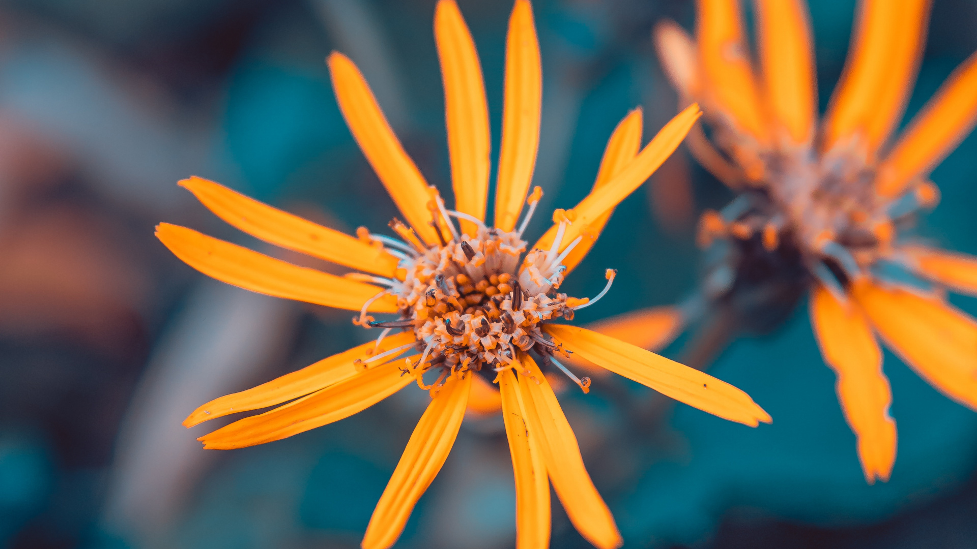 Обои рассада, цветок, синий, растение, Апельсин в разрешении 1920x1080