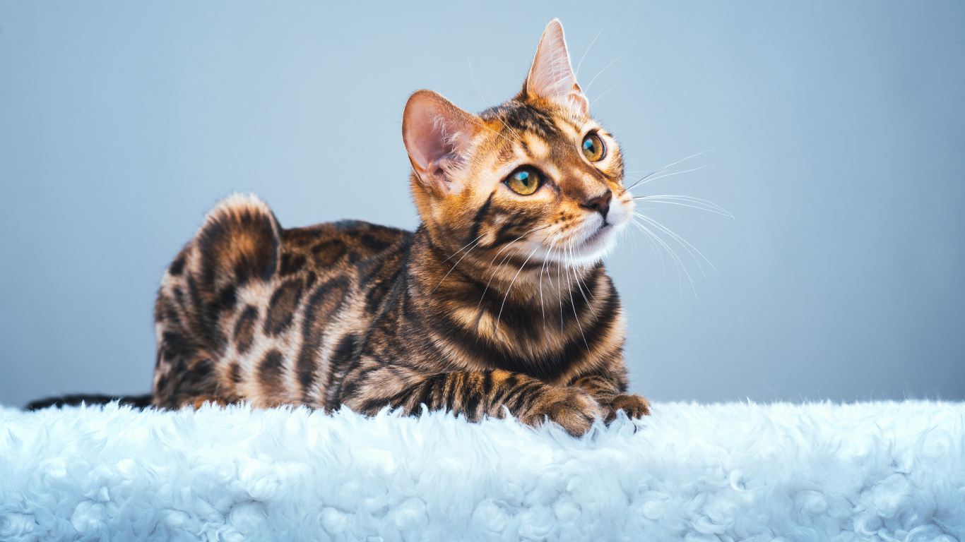Обои бенгальская кошка, котенок, американский бобтейл, Дикая кошка, кот в разрешении 1366x768