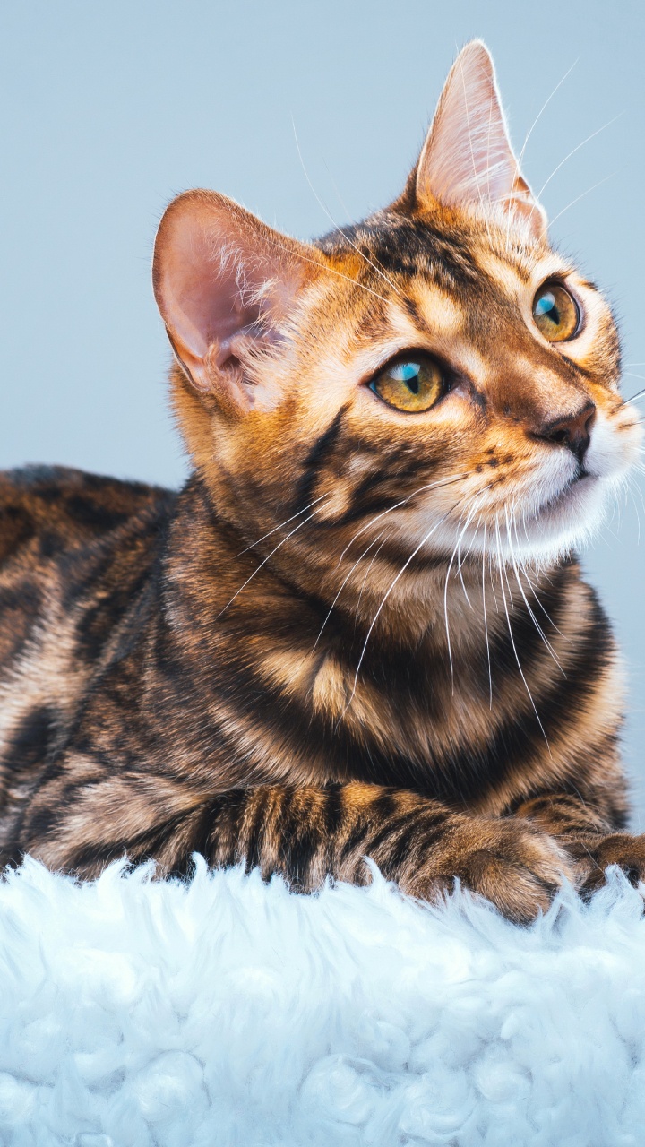 Обои бенгальская кошка, котенок, американский бобтейл, Дикая кошка, кот в разрешении 720x1280