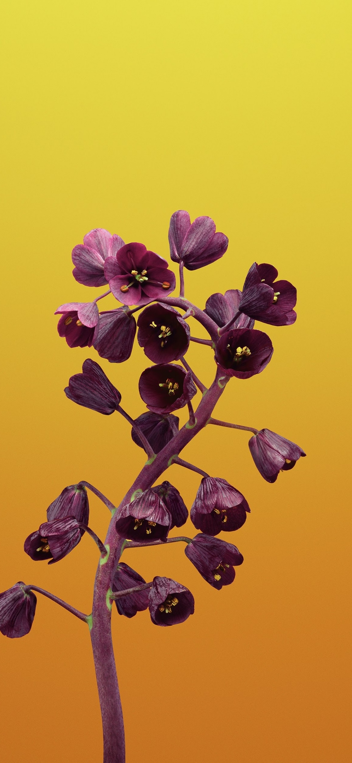 Обои айпад, apple, iOS 11, яблоко, цветок ios в разрешении 1125x2436