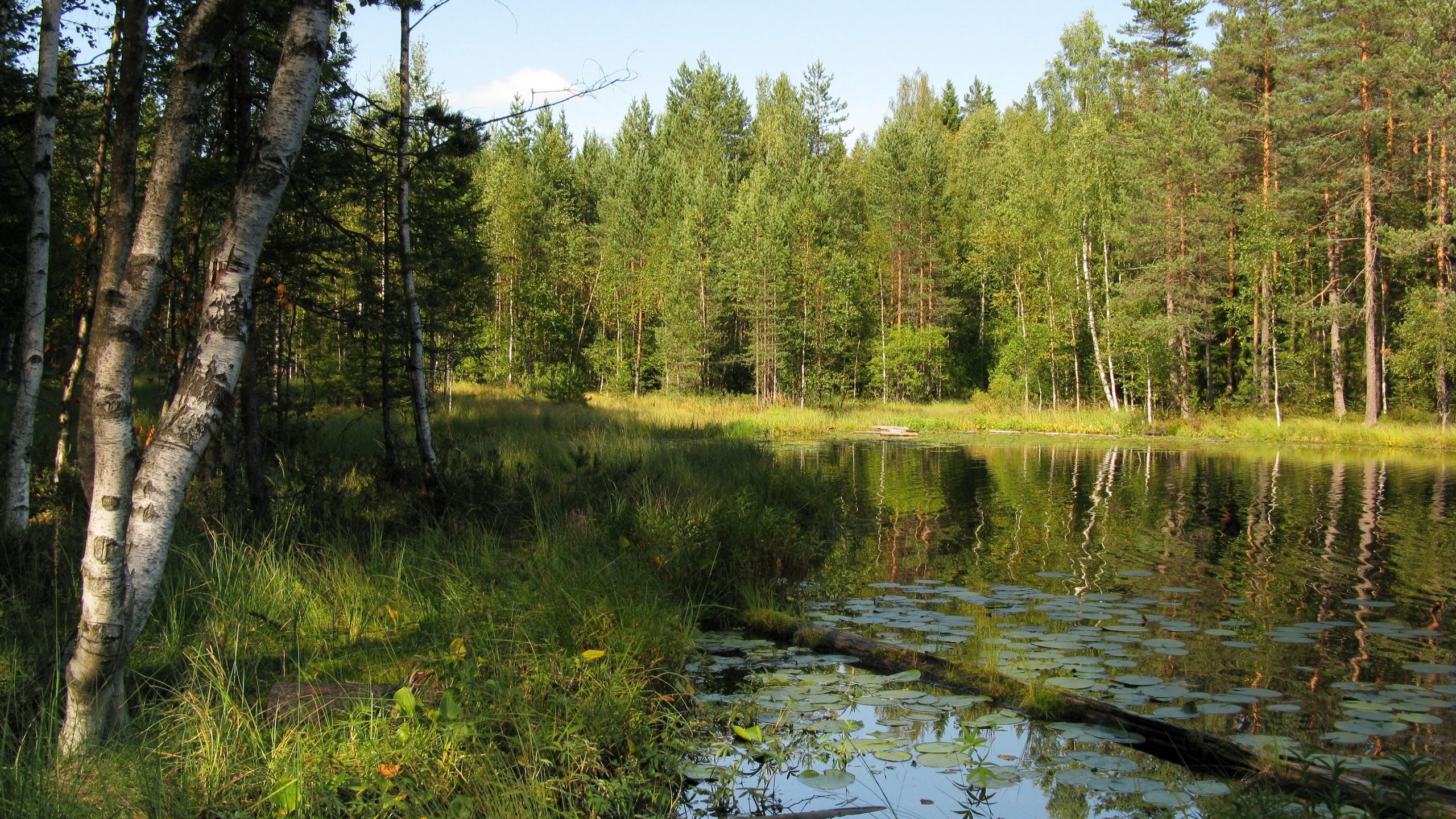 заказник березовые острова