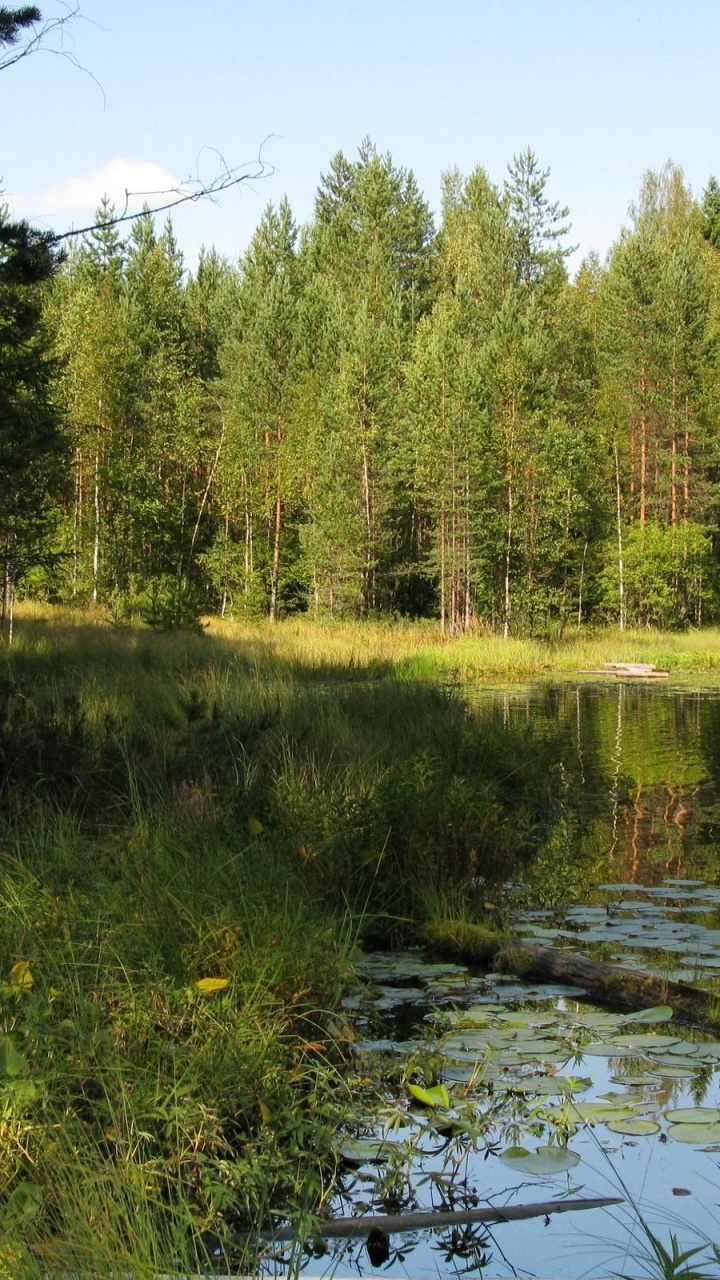 Обои вода, природа, дерево, природный заповедник, дикая местность в разрешении 720x1280