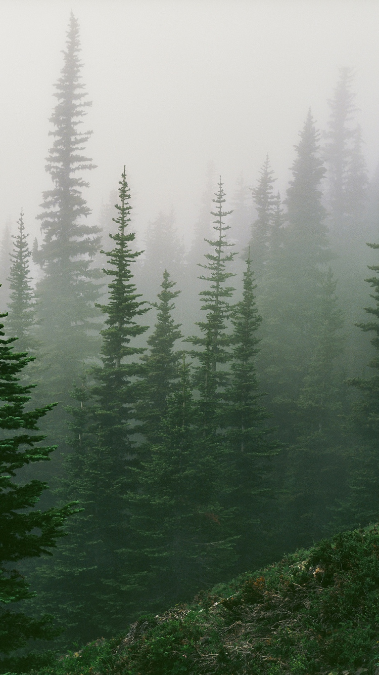 Обои дерево, туман, дымка, лес, Акменра в разрешении 750x1334