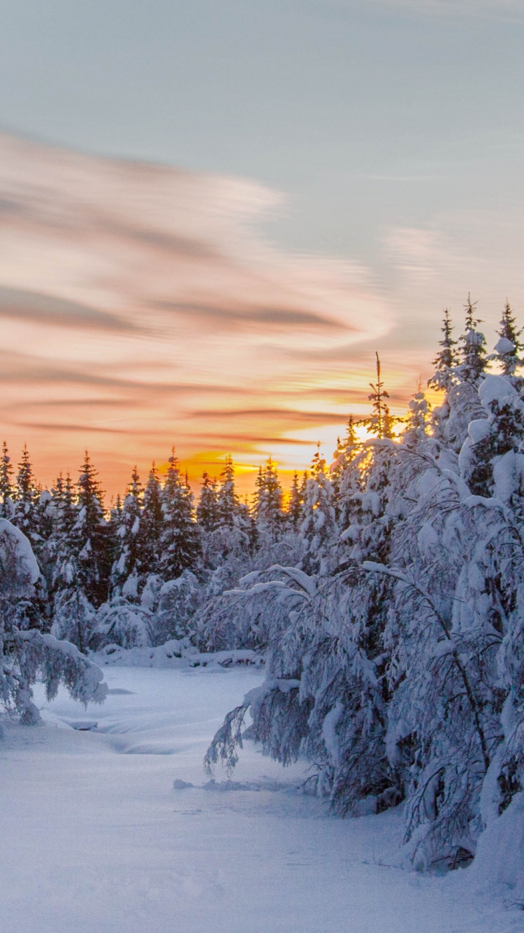 Обои Apple МасВоок Pro, снег, зима, дерево, замораживание в разрешении 750x1334