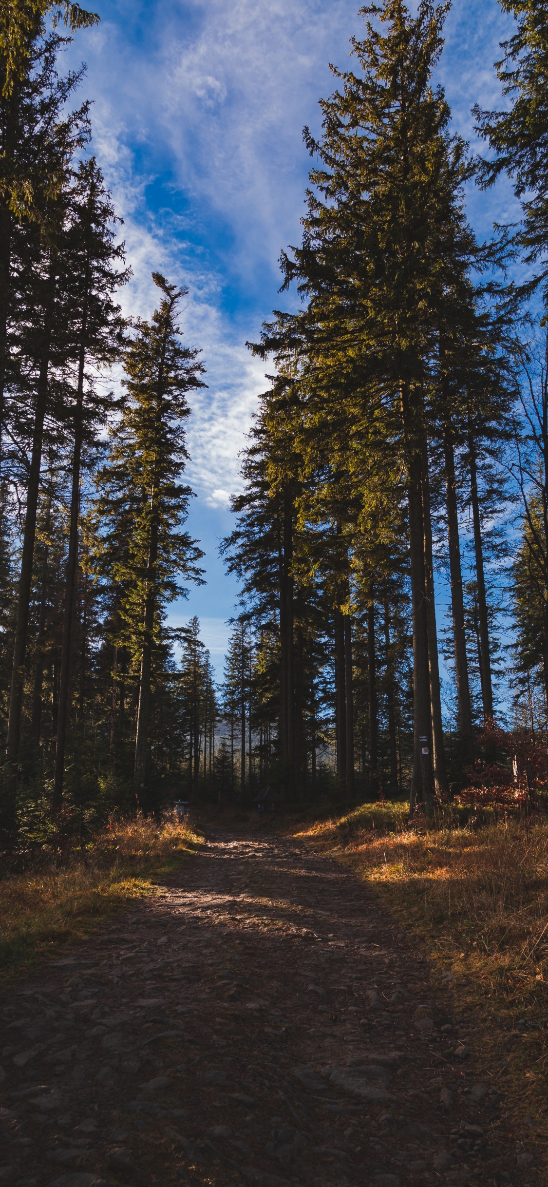 Обои лес, дерево, окружающая среда, природа, дикая местность в разрешении 1125x2436